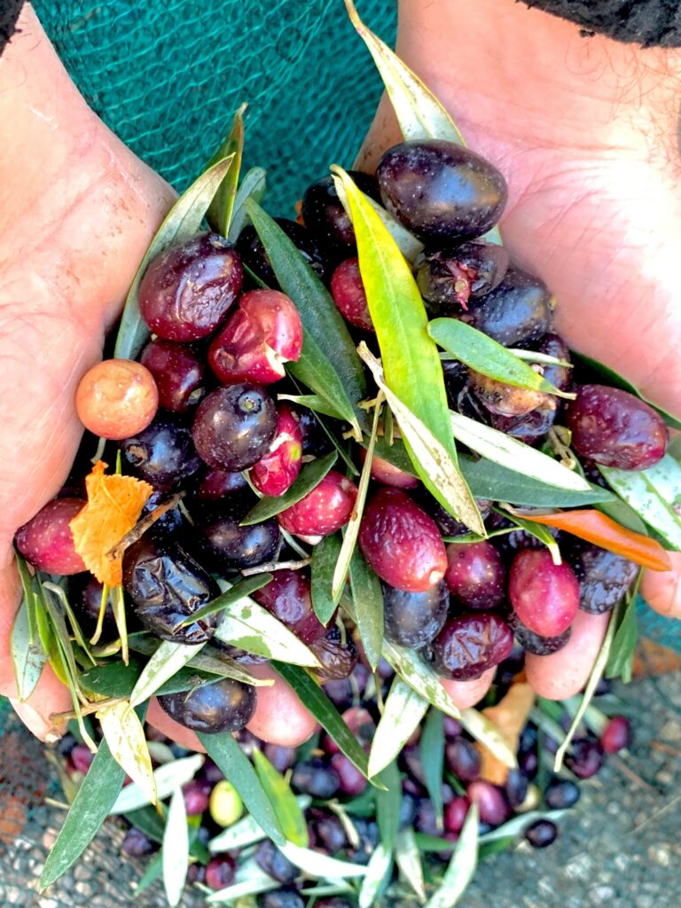 Olives noires pour l'huile d'olive bio